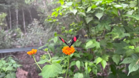 A postman butterfly on a leaf  Stock-Footage 240682960