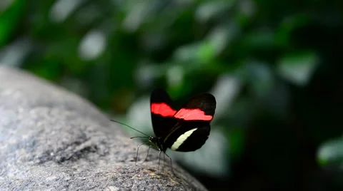 Postman Butterfly licking mineral salts from rock Stock Footage