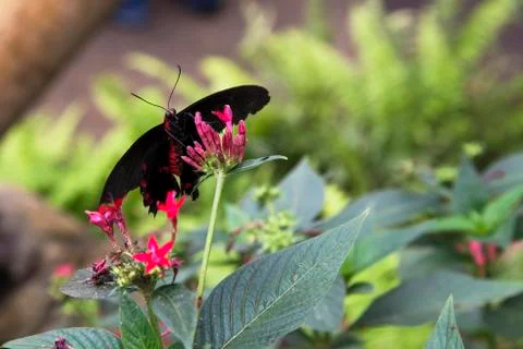 Postman Butterfly Stock Photos