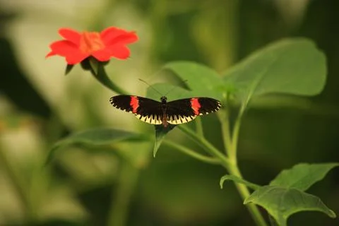 Postman butterfly Foto stock