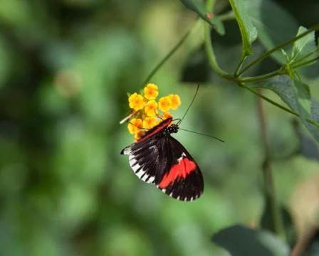 Postman butterfly Stock Photos