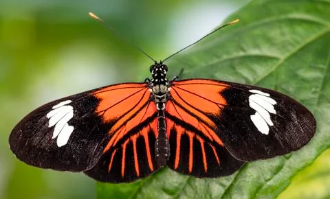 Postman Butterfly Stock Photos