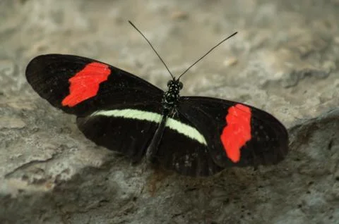 Postman butterfly Foto stock