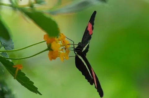 Postman butterfly Foto stock