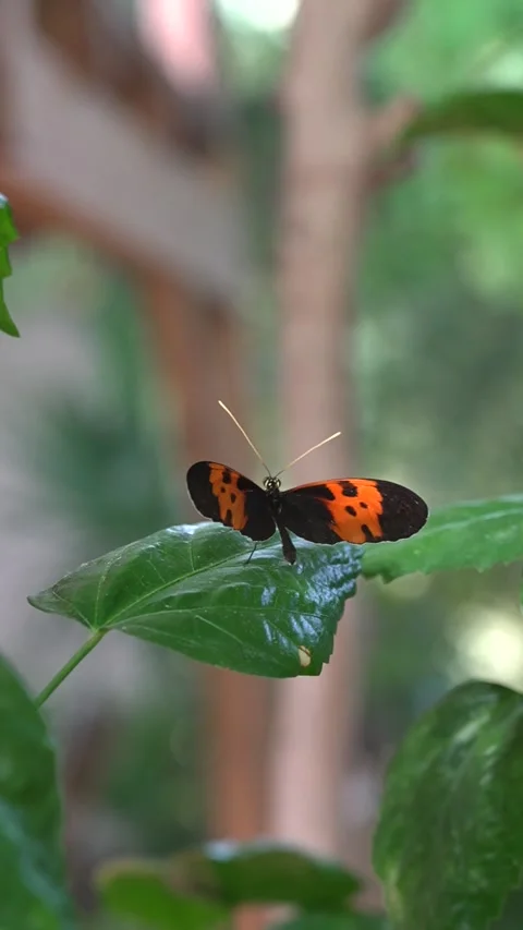Postman Butterfly Resting on Green Leaf Stock Footage 342592464