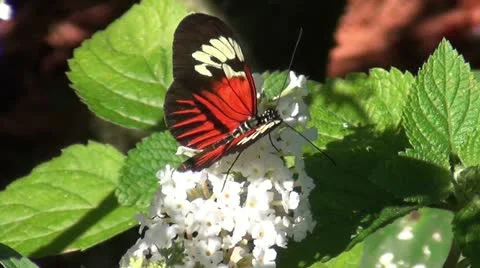 Postman butterfly in the wild Stock Footage 12643923