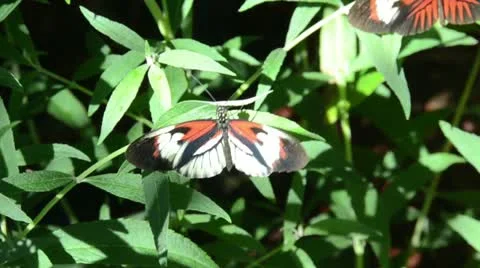 Postman butterfly in the wild Stock Footage 15191305