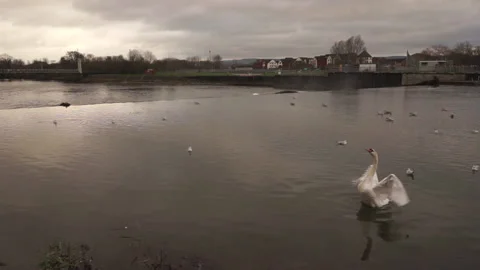 Posturing Swan Stock Footage 150905025
