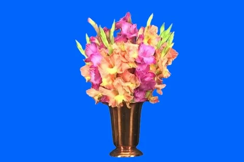 Posy Stock Footage 19141672