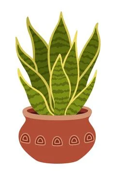 Pot with artificial snake plant, vector flower Stock Illustration