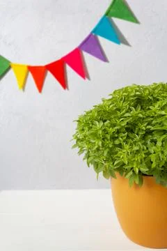 Pot of basil called manjerico a traditional plant of portuguese popular saint Stock Photos