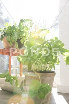 Pot With Basil At Sunny Window