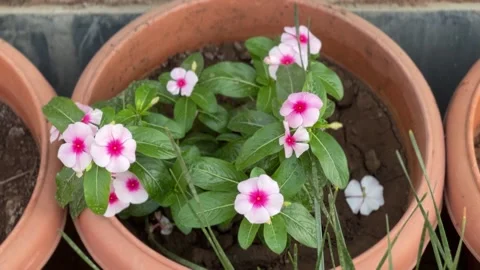 Pot with beautiful flowering plants close-up Stock Footage 234052264