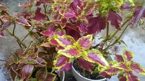 A pot of Begonia Leaf in the Rain Video stock 209776015