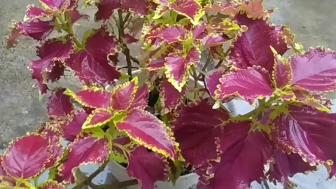 A pot of Begonia Leaf in the Rain Video stock 209776038