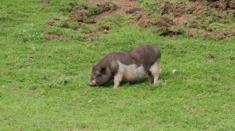 Pot-bellied pig Stock Footage 7900272
