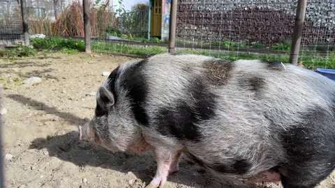 Pot-bellied pig 스톡 동영상 218972236