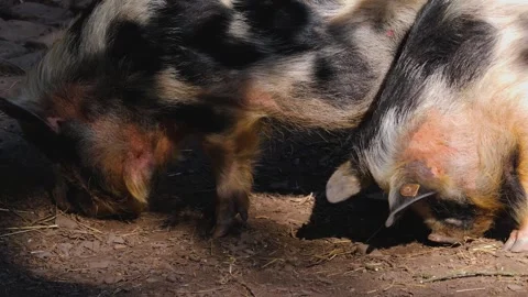 A Pot-Bellied Pig Stock Footage 243348804