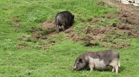Pot-bellied pigs Stock Footage 7826101