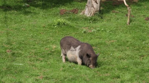 Pot-bellied pigs Stock Footage 7839849