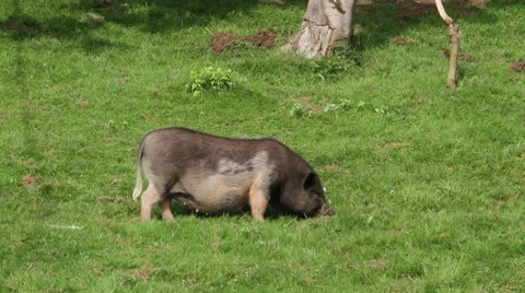 Pot-bellied pigs Stock Footage 7845372