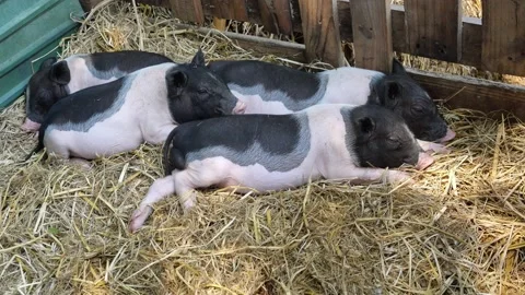 Pot bellied pigs sleeping Stock Footage 149654852