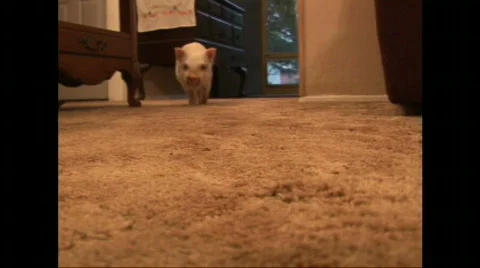 Pot belly pig inside Video stock 508078