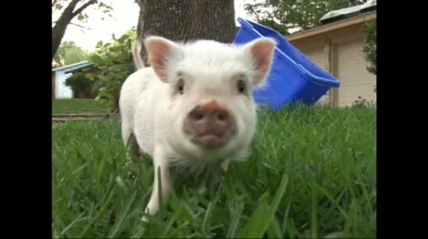 Pot belly pig outside Stock Footage 508071