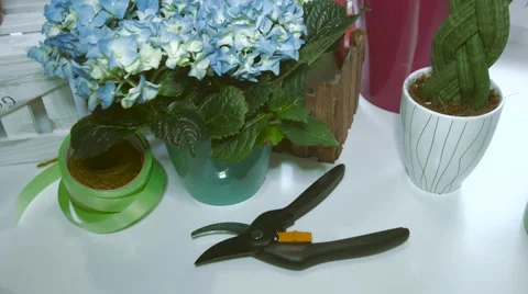 Pot With Blue Hydrangea and Secateurs Video stock 61338535