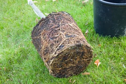 Pot bound or root bound plant, UK Stock Photos