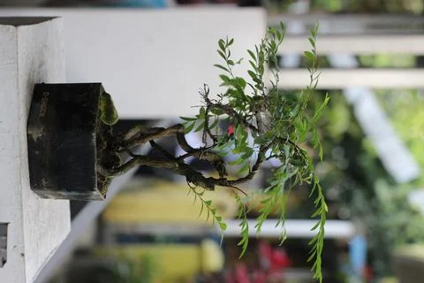 Pot bunga bonsai Foto stock