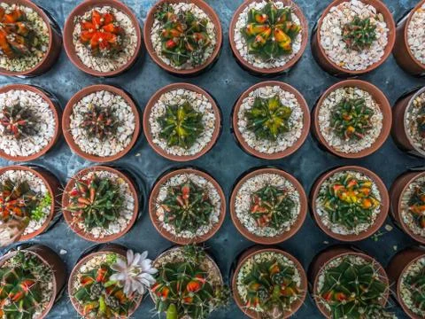 Pot of cactus 스톡 사진