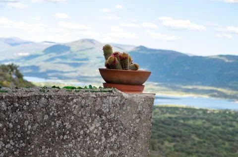 A pot with cactus on a stone wall, in the background a landscape of mountains an Foto stock