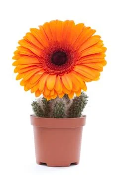 Pot of cactuses on white background Foto stock
