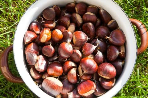 Pot of chestnut Stock Photos