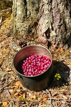 Pot with cranberry Stock Photos