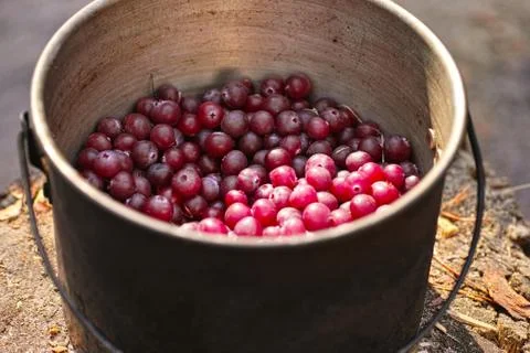 Pot with cranberry Foto stock