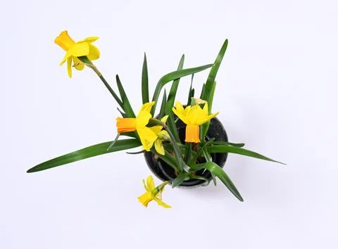 Pot with daffodil flowers Foto stock