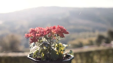 Pot de fleur sur un bord de fenêtre devant une forêt belge Stockbeeldmateriaal 100544593