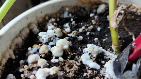 Pot with a flower covered with mold. High humidity in the soil of a home plant.  Video stock 166032845
