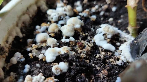 Pot with a flower covered with mold. High humidity in the soil of a home plant.  Stock Footage 166032893