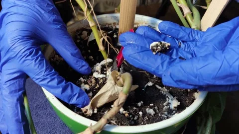 Pot with a flower covered with mold. High humidity in the soil of a home plant.  Stock Footage 166033013