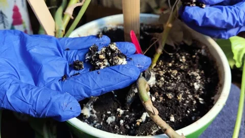 Pot with a flower covered with mold. High humidity in the soil of a home plant.  Stock Footage 166033050