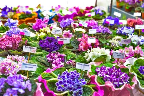 Pot  flower Stock Photos