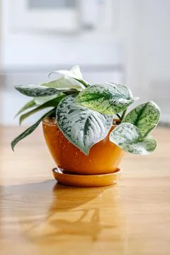 A pot with a flower on the table Foto stock