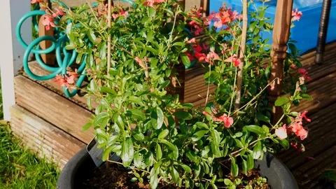 Pot of flowers central Stock Footage 95630992