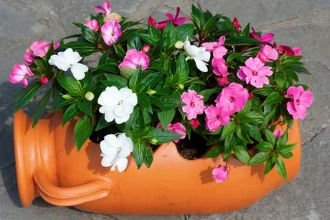 Pot of flowers Stock Photos