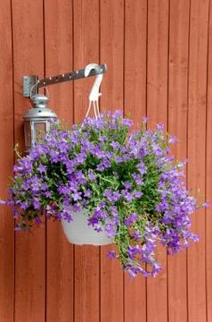 Pot of flowers Stock Photos