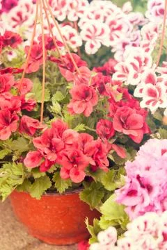 Pot flowers Stock Photos
