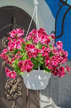 Pot of flowers Foto stock